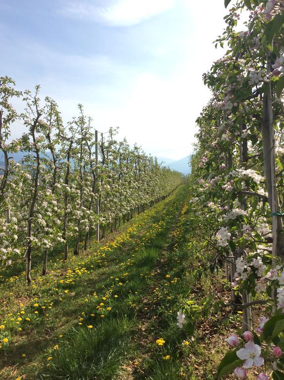 Agriturismo Maso Tafol Villa Cloz Eksteriør billede